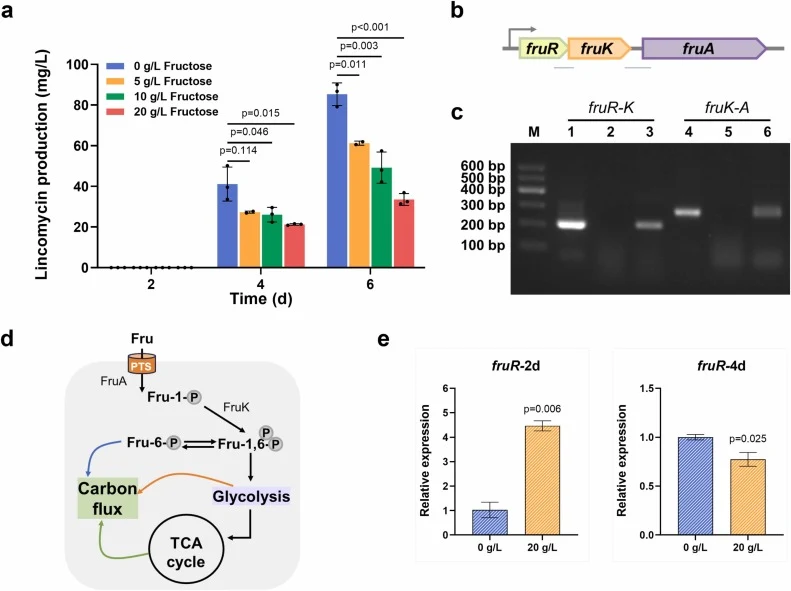 Inhibition of fructose on lincomycin biosynthesis. (a) Effect of gradient fructose (5, 10, 20 g/L) addition on lincomycin production. (b) Organization of fru operon. (c) RT-PCR analysis of fru operon. Lanes M: DNA ladder. Lanes 1 and 4: PCR amplicon from the genomic DNA; Lanes 2 and 5: PCR amplicon