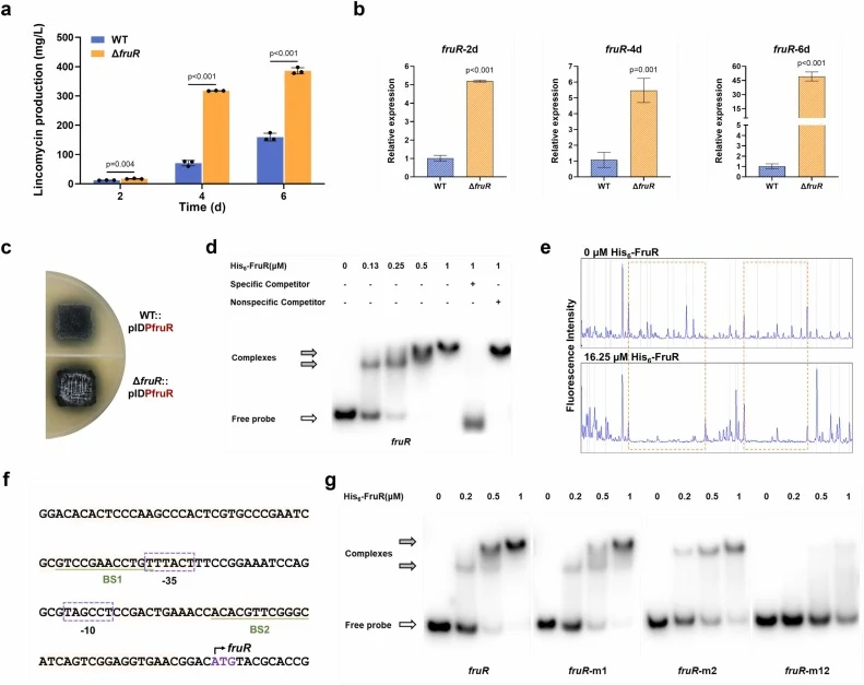 Self-repression of FruR. (a) Lincomycin production in WT and ΔfruR strains at 2, 4, and 6 days. (b) The expression of fruR in WT and ΔfruR strains at 2, 4, and 6 days. (c) Indigoidine synthase reporter assay of P fruR in WT and ΔfruR strains. (d) EMSAs of His6-FruR with probe P fruR . Specific and n