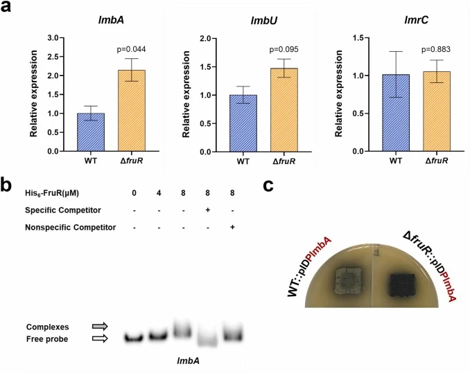 Regulation of FruR on lmb cluster. (a) The expression of lmbA, lmbU and lmrC in WT and ΔfruR strains at 4 days. (b) EMSAs of His6-FruR with probe P lmbA . Specific and nonspecific competitors: 1000 ng of the unlabeled P lmbA probe and negative probe P hrdB , respectively. (c) Indigoidine synthase re