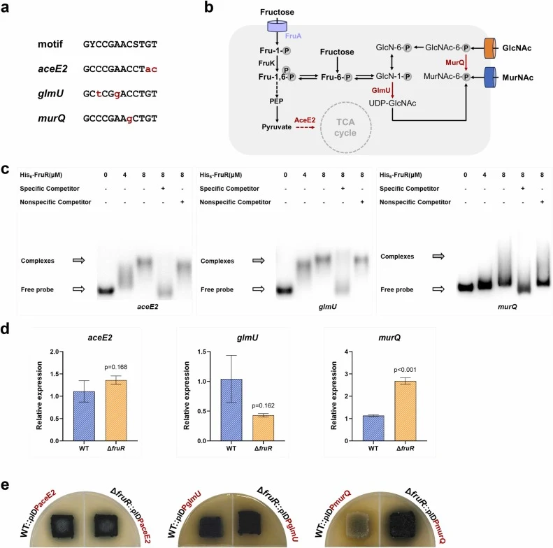 Regulation of FruR on carbon metabolism genes. (a) Binding site of FruR in corresponding probes. (b) Related carbon metabolism pathway. (c) EMSAs of His6-FruR with probe P aceE2 , P glmU , and P murQ . Specific and nonspecific competitors: 1000 ng of the unlabeled corresponding probe and negative pr