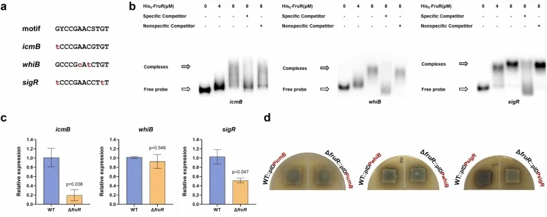 Regulation of FruR on icmB, whiB, and sigR. (a) Binding site of FruR in corresponding promoters. (b) EMSAs of His6-FruR with probes P icmB , P whiB , and P sigR . Specific and nonspecific competitors: 1000 ng of the unlabeled corresponding probe and negative probe P hrdB , respectively. (c) The expr