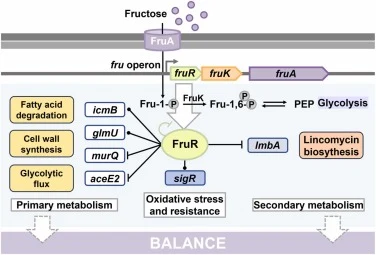 FruR的调控子。