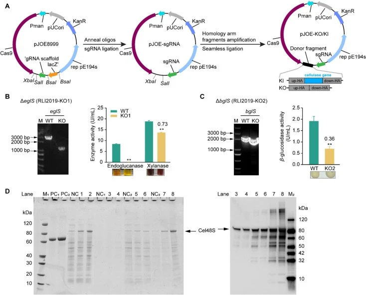 Functional validation of the cellulase genes. (A) Schematic of CRISPR/Cas9 vector construction; (B) endoglucanase gene (eglS) knockout and enzyme activity; (C) endo-β-1,3-1,4-glucanase gene (bglS) knockout and enzyme activity. HA: homologous arm; M: DNA marker; WT: wild type, B. subtilis RLI2019; KO