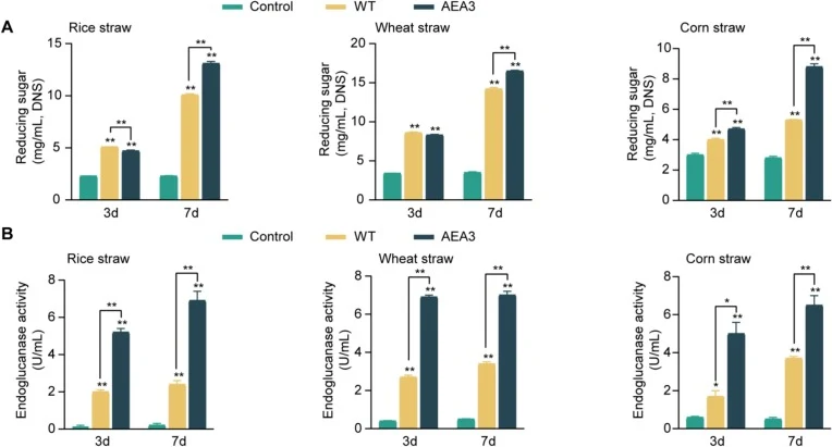 Reducing sugar content (A) and endoglucanase activities (B) of fermented crop straws. Control: the samples without strain treatment; WT: the samples were degraded by B. subtilis RLI2019; AEA3: the samples were degraded by B. subtilis AEA3. All groups are performed in triplicate (n = 3), * indicates