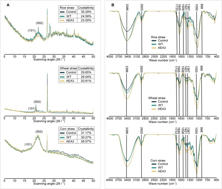 作物秸秆的XRD(A)和FTIR(B)光谱图。Control:未经菌株处理的样品;WT:经枯草芽孢杆菌RLI2019降解的样品;AEA3:经枯草芽孢杆菌AEA3降解的样品。右上角嵌入表格为纤维素结晶度的量化值。