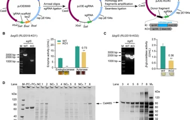枯草芽孢杆菌CRISPR/Cas9三基因整合