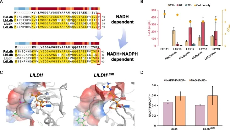 Change the cofactor preference of lactate dehydrogenases. (A) The cofactor preference of lactate dehydrogenases was changed from NADH to NADH and NADPH by a single amino acid mutation. (B) The titers of L-lactic acid and biomass of strains expressing mutated LDHs in 10.0 g/L methanol medium. All mut