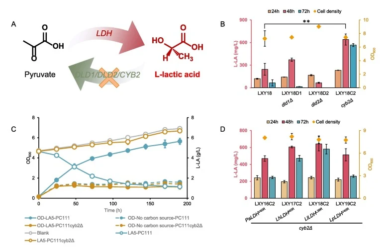 Knockout of endogenous genes that may consume L-lactic acid. (A) Schematic diagram of knocking out endogenous genes that may consume L-lactic acid. (B) The titers of L-lactic acid and biomass of strain LXY18 after knocking out DLD1, DLD2 and CYB2. (C)The growth and L-lactic acid consumption of PC111