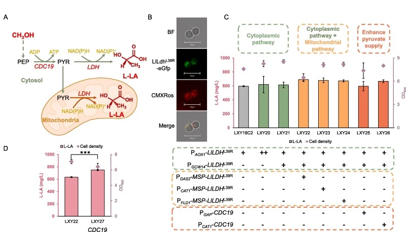 (A) Intracellular dual pathway enhances L-lactic acid production. (B) Mitochondrial localization verification of LlLdhL39R. BF: bright field, CMXRos: Chloromethyl-X-rosamine, the Mito-Tracker displays red fluorescence. (C) Biosynthesis of L-lactic acid in dual-pathway cell factory. The LlLDH L39R we
