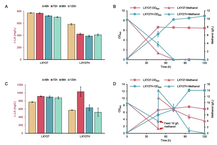 The titers of L-lactic acid (A), growth and methanol consumption (B) of strain LXY27 in 10.0 g/L methanol medium before and after in situ recovery of HIS4. The titers of L-lactic acid (C), growth and methanol consumption (D) of strain LXY27 in 10.0 g/L + 10.0 g/L (feed at 48 h) methanol medium befor