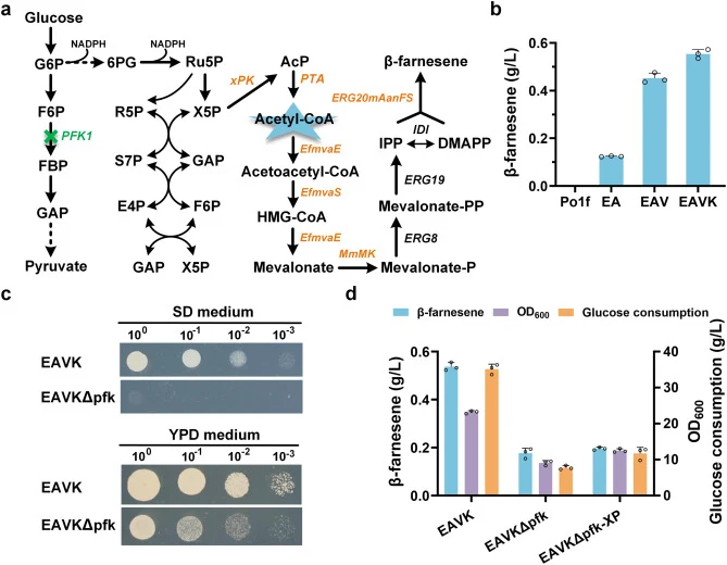 Construction of β-farnesene-producing strains and reconstruction of central carbon metabolism to create a non-oxidative glycolysis Y. lipolytica. (a) Reconstruction of central carbon metabolism and β-farnesene synthesis pathway in Y. lipolytica. The dotted line represents multiple steps, whereas the