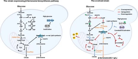 Rewiring energy homeostasis in Yarrowia lipolytica enables e