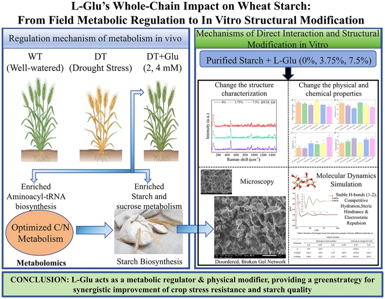 Effects of L-glutamic acid on wheat starch structure and fun