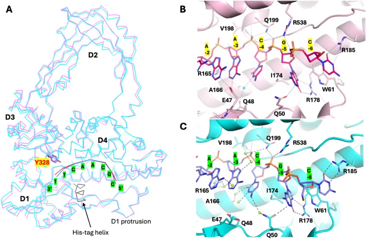 Comparison of two EcTopo3-8MerD1 structures. ( A ) Secondary Structure Matching (SSM) superposition of the EcTopo3-8MerD1 structure determined in this study (enzyme in pink; DNA oligo in red) and the previously reported complex (PDB entry 2O19, chains B-D; enzyme in cyan; DNA oligo in blue; His-tag
