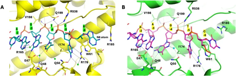 Enzyme-ssDNA interaction patterns within the D4/D1 binding groove of the EcTopo3-8MerD7 and EcTopo3-8MerD8 structures. Aside from the different color schemes, both ribbon diagrams are shown in the same style as those in Fig. 1 B and C. ( A ) Interaction pattern within the D4/D1 binding groove of EcT