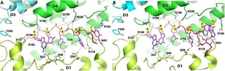 EcTopo3–oligonucleotide interactions in the half-open structures. ( A ) Interaction pattern in the D4/D1 binding groove of the EcTopo3–8MerD2 complex. A notable feature of this interaction pattern is the thymine at the − 3 position, which interacts with Q48 of the enzyme through a water-mediated hyd