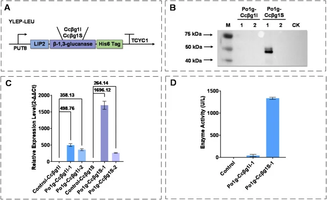 Screening and secreting of β-1,3-glucanase in Y. lipolytica . (A) Schematic diagram of β-1,3-glucanase expression cassette in Y. lipolytica wild type strain Po1g. (B) Western Blot analysis of the β-1,3-glucanase. Lane M: Marker; Lane 1, 2: Represent samples from CcβglI and CcβglS, respectively, Lane