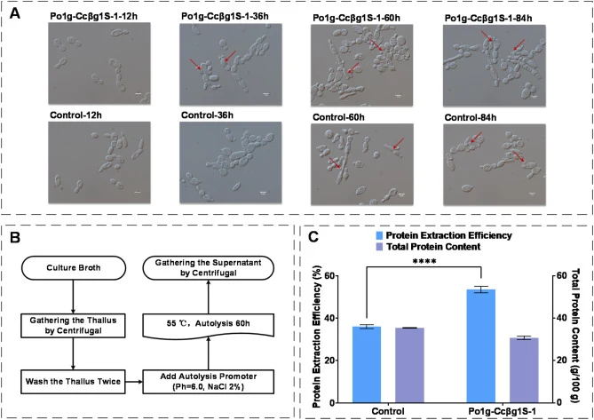 Secretory expression of CcβglS promotes single-cell protein extraction. (A) Microscopic ( × 100) images of Y. lipolytica Po1g cells cultured in SD-LEU medium at 30 °C and 220 rpm for different durations. (B) Extraction process diagram of single-cell protein. (C) Detection results of total protein co