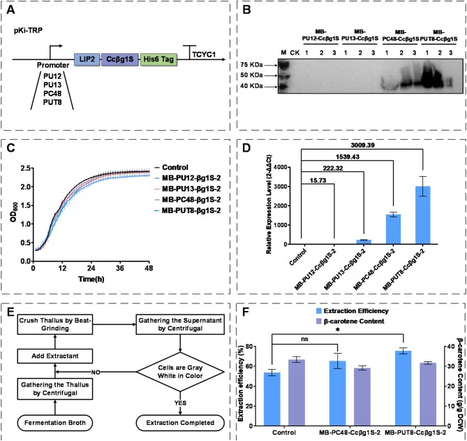 Secretory expression of CcβglS promotes β-carotene extraction. (A) Schematic diagram of CcβglS expression cassette in Y. lipolytica engineered strain MB123. (B) Western Blot analysis of the CcβglS which is driven by different promoters. Lane M: Marker; Lane CK: Represent the control sample that does
