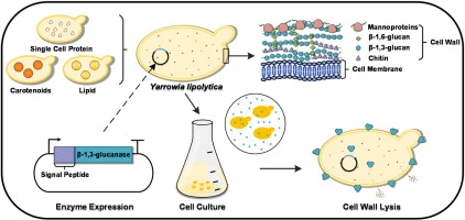 Boosting intracellular product extraction in Yarrowia lipoly