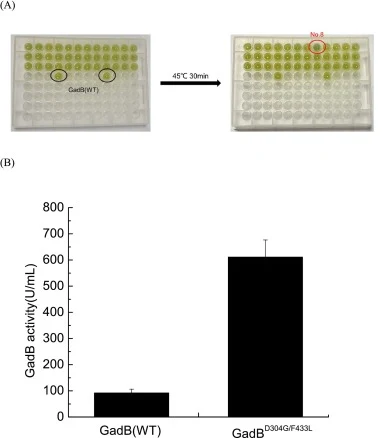 (A) High throughput screening of mutagenesis library for obtaining the mutated GadB with a high activity at nearly neutral pHs. The wells in black are GadB(WT), and the rest are random mutants. There is a significant color change in well 8. (B) Comparison of the activity of glutamate decarboxylase i