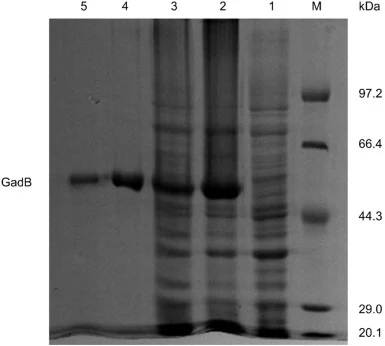 SDS-PAGE analysis of the proteins GadB(WT) and GadBD304G/F433L. Lane M: protein molecular weight marker; lane 1: total protein of control strain E. coli BL21(DE3)/pETDuet-1; lane 2: total protein of E. coli BL21(DE3)/pETDuet-1-gadB(WT) after IPTG induction; lane 3: total protein of E. coli BL21(DE3)