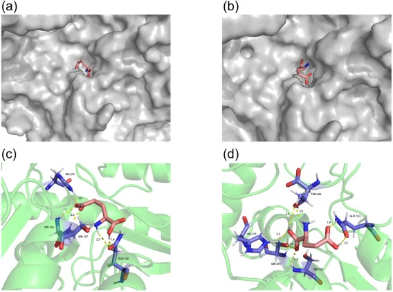 Molecular docking results. (a) l-MSG and GadB(WT) molecular docking model, (b) l-MSG and GadBD304G/F433L molecular docking model, (c) l-MSG and GadB(WT) docking sites and interactions, (d) l-MSG and GadB304G/F433L docking sites and interactions. Pink bars represent l-MSG; purple bars represent resid