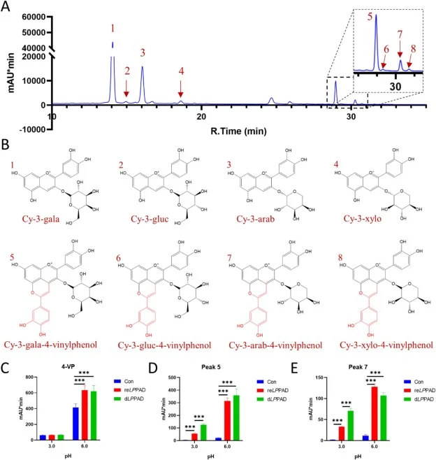 Structural characterization of AMAs and PACNs. Chromatograms at 520 nm AMAs (peak 1 to 4) and PACNs products (peak 5 to 8) in AMAs + pCA + reLPPAD (A). Structural characterization of AMAs and PACNs products (B). Analysis of changes in 4-VP (C), Peak 5 (D), Peak 7 (E), Con: AMAs + pCA; reLPPAD: AMAs