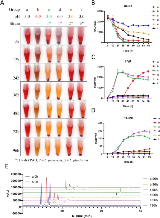 Characterization of catalytic process and fermentation. Color changes (A), Analysis of changes in ACNs (B), 4-VP (C), PACNs (D). a and b: AMAs + pCA; c and d: AMAs + pCA + dLPPAD; e: AMAs + pCA + L. paracasei; f: AMAs + pCA + L. plantarum. Chromatograms at 520 nm before (0 h) and after (96 h) in dif