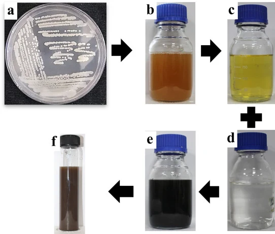 Schematic presentation of the synthesis of Bs-AgNPs. a Culture of Bacillus subtilis strain DTBS-5. b 24 h old culture broth of B. subtilis. c Supernatant of B. subtilis. d AgNO3 solution. e Colour changes to dark brown indicate synthesis of Bs-AgNPs. f Bs-AgNPs dispersed in deionized water. (For int