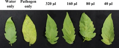 测定Bs-AgNPs对番茄叶片中X. euvesicatoria pv. euvesicatoria感染有效剂量的离体叶片试验。