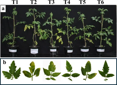 温室评估Bs-AgNPs对番茄细菌性叶斑病的抑制效果。a 在受控温室条件下对番茄植株施用不同处理的实验设置。b 由X. euvesic引起的病害严重程度的可观察表型变化。