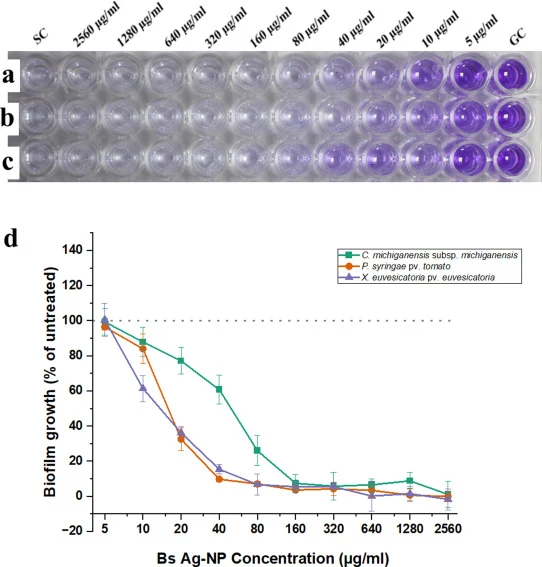 Biofilm inhibition by Bs-AgNPs at different concentrations against a X. euvesicatoria pv. euvesicatoria, b P. syringae pv. tomato, and c C. michiganensis subsp. michiganensis. d Percentage inhibition of biofilm formation relative to the growth control (GC, 100%) and sterility control (SC, 0%). Error