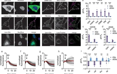 Illuminating spatial dynamics of glutamine metabolism with a