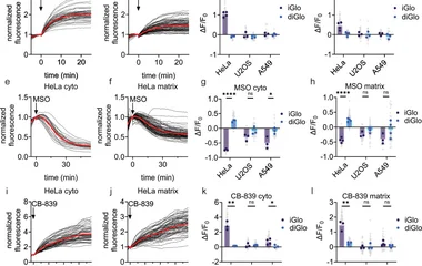 Illuminating spatial dynamics of glutamine metabolism with a