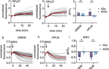 Illuminating spatial dynamics of glutamine metabolism with a