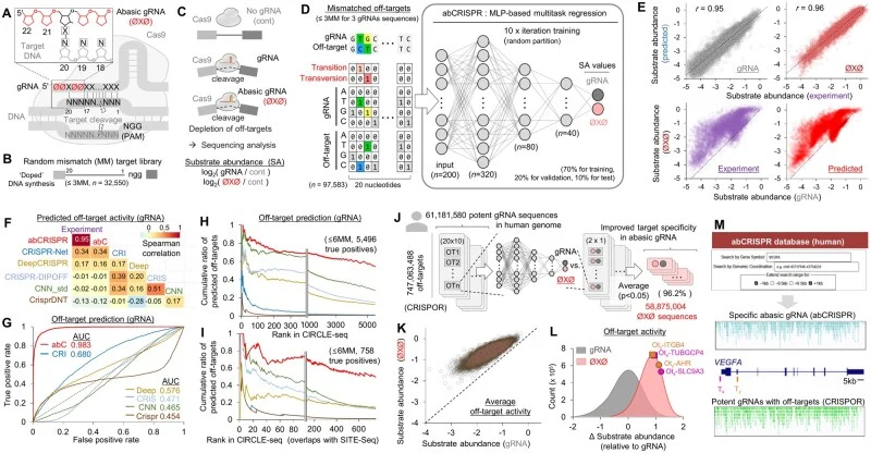 Overview and performance of abCRISPR to design abasic (ØXØ) gRNAs for specific CRISPR-Cas9 genome editing. (A) Schematic of ØXØ gRNA in CRISPR-Cas9-mediated cleavage for genome editing; Ø, abasic dSpacer. (B, C) Schematic of a random mismatch target library with up to 3 mismatches (≤3MM), generated