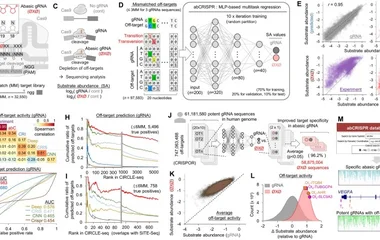 abCRISPR：基于深度学习的无碱基gRNA序列设计