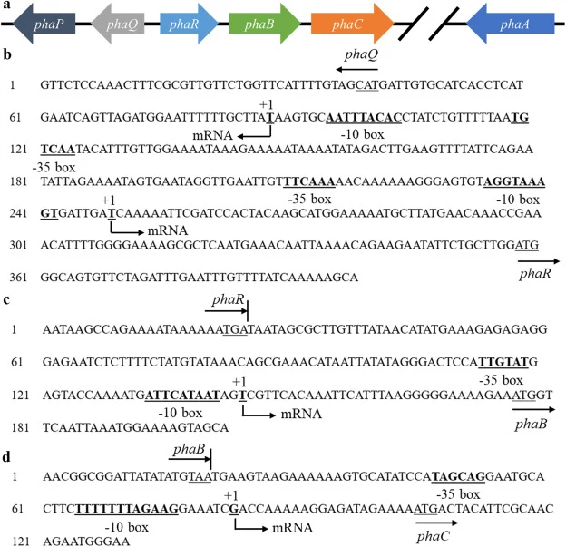 图1 PHA生物合成基因簇及启动子分析 注:1)a. Bacillus sp. X-3中与PHA合成相关基因的组织结构。2)b. phaQ和phaR之间调控区的核苷酸序列。3)c. phaR和phaB之间调控区的核苷酸序列。
