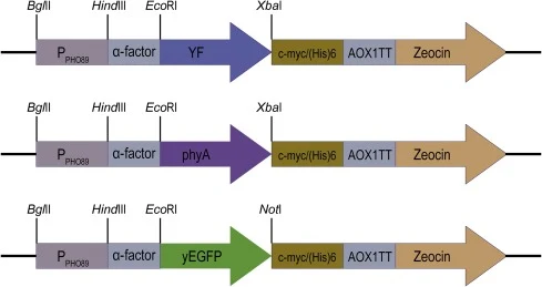 构建体（YF、phyA或yEGFP）的示意图。显示了相关限制性酶切位点（BglII、HindIII、EcoRI、XbaI和NotI）。PPHO89、α-因子（N端α-因子分泌信号）、植酸酶（YF、phyA）或yEGFP基因、c-myc/(His)6（抗体靶向位点）、AOX1TT（AOX1转录终止子）。