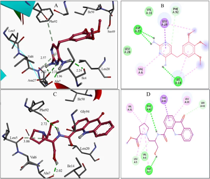 TMP对接至DHFR（PDB 2W9G）结合口袋：（A）3D视图，（B）2D视图。化合物7对接至活性位点口袋：（C）3D视图，（D）2D视图。