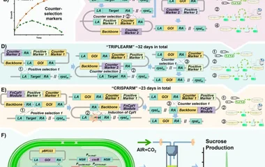 破解光合蓝藻基因编辑困局：三步迭代改造实现CO₂高效合成蔗糖