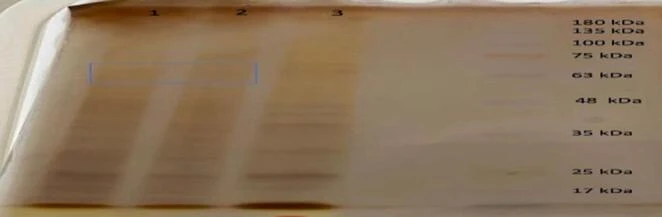 纤维素酶的SDS-PAGE凝胶图像(泳道1–2:凝胶过滤后获得的酶样品;泳道3:匀浆中的粗酶样品)