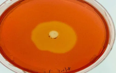 地热泉来源的地衣芽孢杆菌OE-1所产粗纤维素酶的表征研究