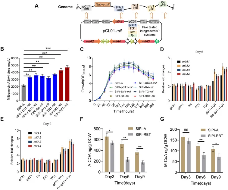 The effect of single- or multi-integration of the mil BGC on milbemycin production of the engineered SIPI-A strains A. Schematic representation of integration sites of the mil BGC in strain SIPI-A. The native mil BGC site was indicated in the chromosome. The five compatible attachment sites (attB) w