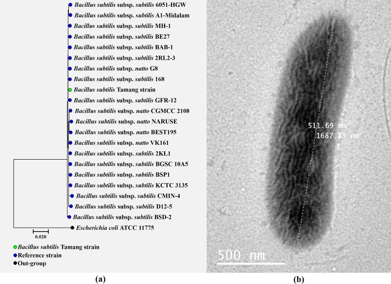 (a) A molecular evolutionary analysis was conducted on the Bacillus subtilis Tamang strain along with 20 other representative strains of B. subtilis. The analysis was performed using MEGA (version 11.0.13) and focused on the structural gene (16S rRNA gene). Escherichia coli ATCC 11775 (T) was includ