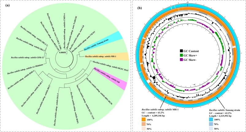 (a) Depicts the phylogeny of the B. subtilis Tamang strain using single nucleotide polymorphisms (SNPs) alongside 20 representative strains of the B. subtilis species; (b) Shows a genome comparison between the B. subtilis Tamang strain from kinema and the most closely related strain, B. subtilis sub