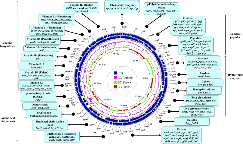 枯草芽孢杆菌Tamang菌株的基因组注释,包含与γ-PGA产生基因、纤溶活性、风味、生物活性肽产生基因、水解酶、维生素及氨基酸生物合成相关的多个生物标志基因,使用Circular Genome Viewer(Proksee)进行可视化。