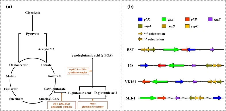 (a) Gene encoding for glutamate synthase (gltA, gltB, gltX), glutamate racemase (racE), and γ-PGA synthetase complex (capBCA) involved in the biosynthesis of γ-PGA by B. subtilis Tamang; (b) Illustration of genes (gltA, gltB, gltX, racE, capB, capC, capA) involved in biosynthesis pathways of γ-PGA i