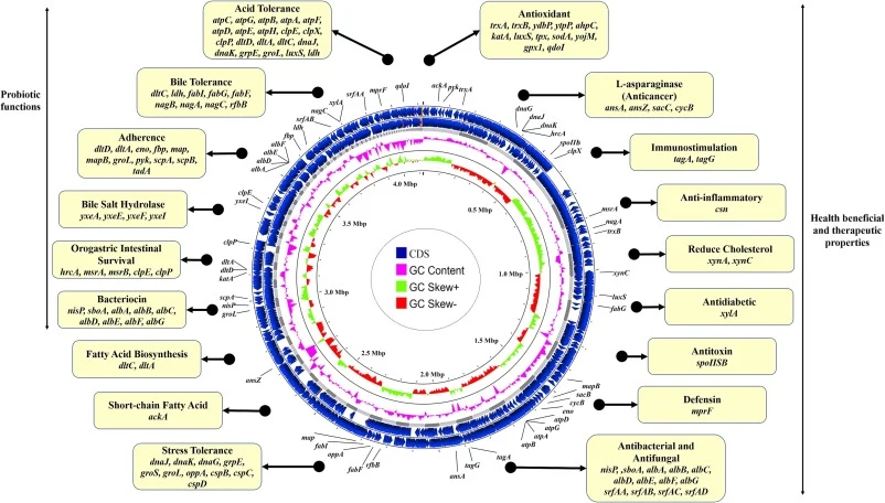 Genomic annotation of the B. subtilis Tamang strain with several probiotic genes and functional genes associated with potential therapeutic properties and health benefits visualised using Circular Genome View (Proksee).
